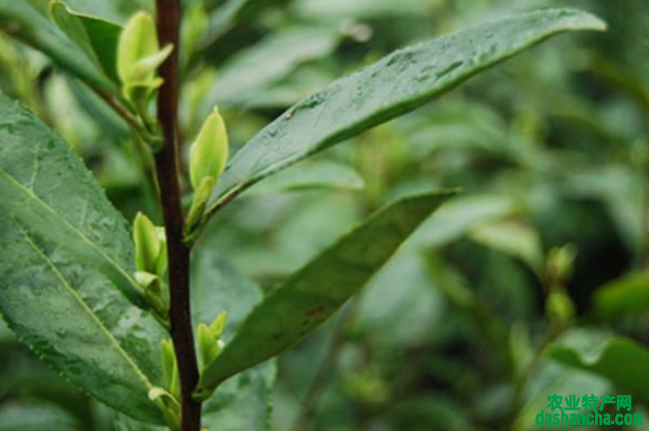  乌牛早茶多少一斤 2020乌牛早茶的最新市场价格报价