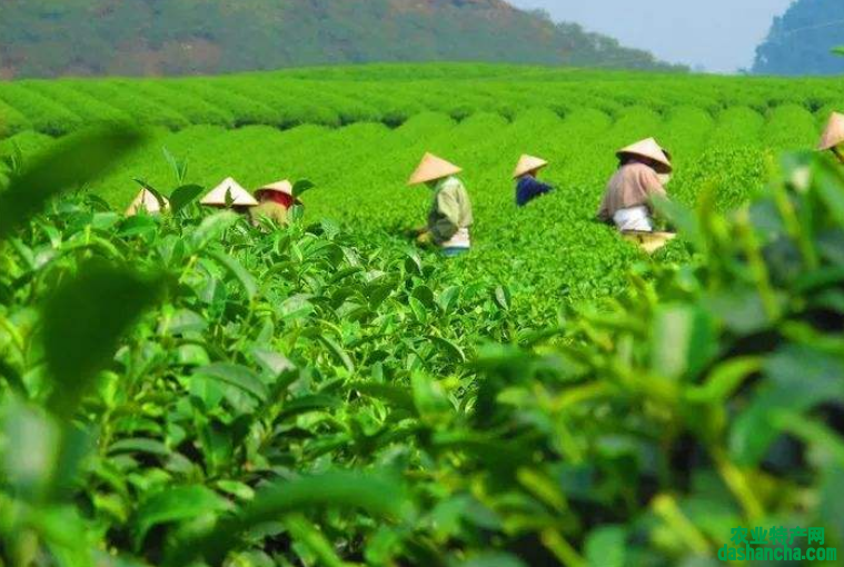  正安白茶多少钱一斤 2020正安白茶的最新价格和功效介绍