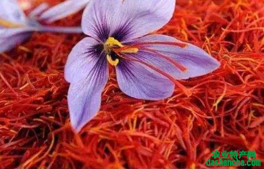  藏红花多少钱1斤 2020藏红花在中药店和网上的价格详情