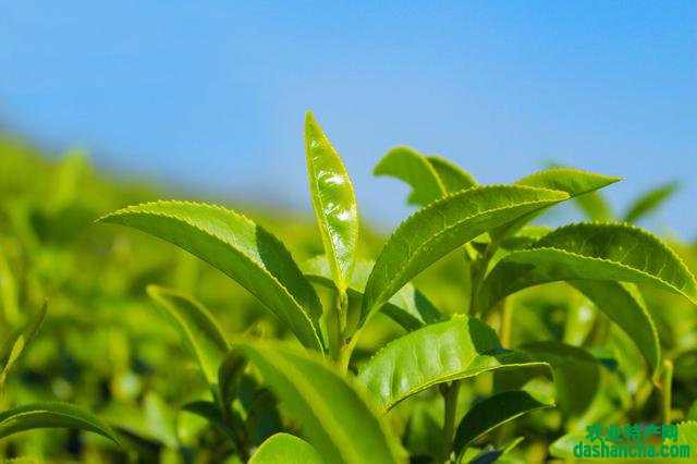  绿茶三年后还能喝吗 绿茶的保质期有多长