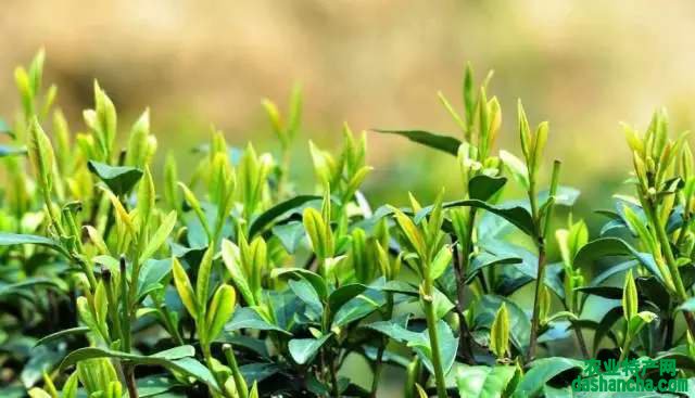  野生茶的功效与作用是什么 野生菊花茶的功效与作用