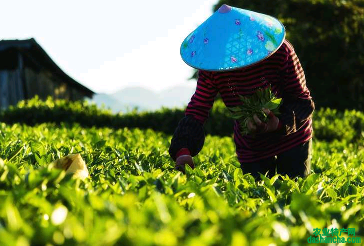  福鼎白茶产地在哪个省 详细介绍福鼎白茶的5个生产地