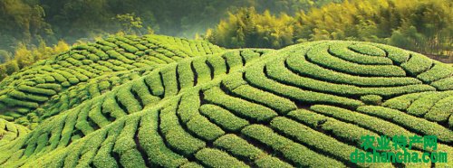  福鼎白茶海拔多高最好 福鼎白茶种植区海拔的要求