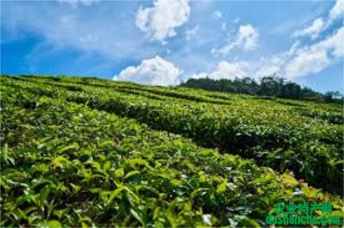  白茶出自哪个省 白茶产于中国的哪个省 快来了解一下吧