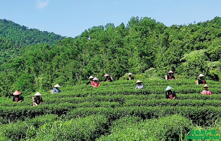  五指山绿茶多少钱一斤 2020五指山水漫镇的绿茶最新价格