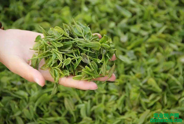  海青绿茶多少钱一斤 2020海青茶的功效及最新价格介绍