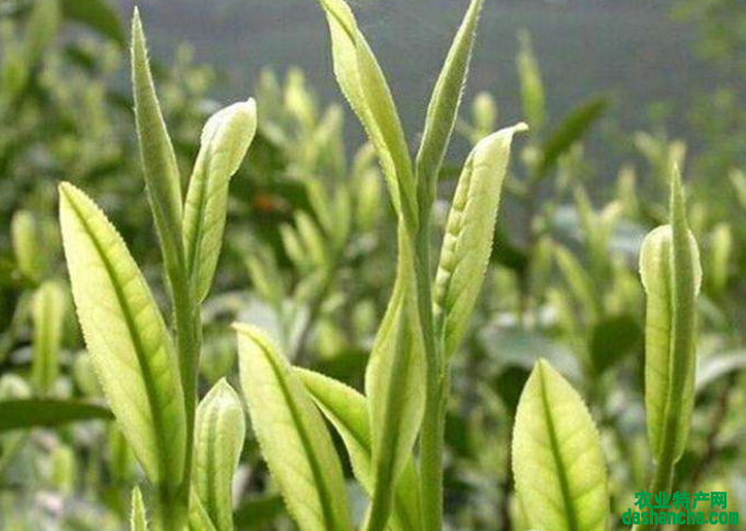  安吉珍稀白茶价格 2020一斤珍稀白茶多少钱