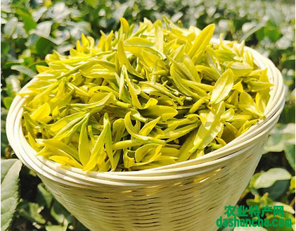  黄金芽茶叶多少钱一斤 2020安吉白茶黄金芽的最新报价