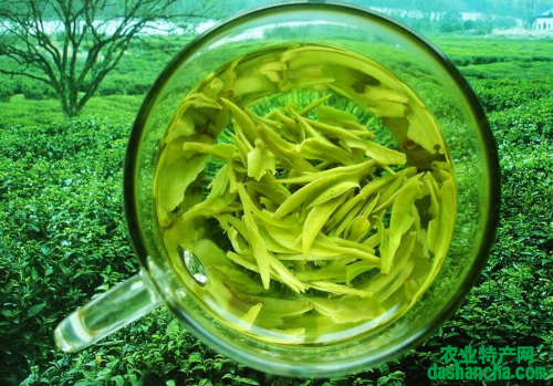  龙井茶多少钱一斤 2020西湖龙井茶最新价格报价详情