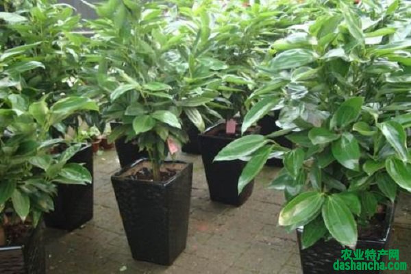 大型盆栽植物有哪些好养护的品种