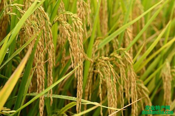 水稻叶子发黄是什么病 用什么药防治