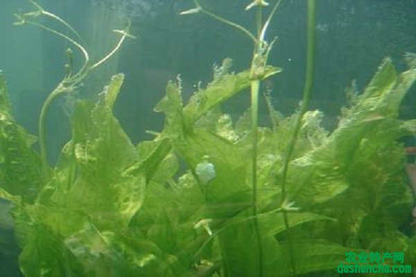 水下植物有哪些 养殖方法是什么
