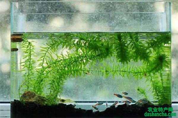 水下植物有哪些 养殖方法是什么