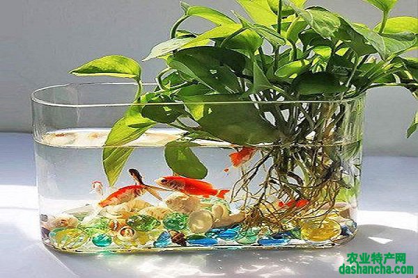 水培植物养什么鱼好 水培植物注意事项