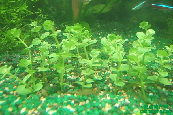 沉水植物有哪些 什么是沉水植物