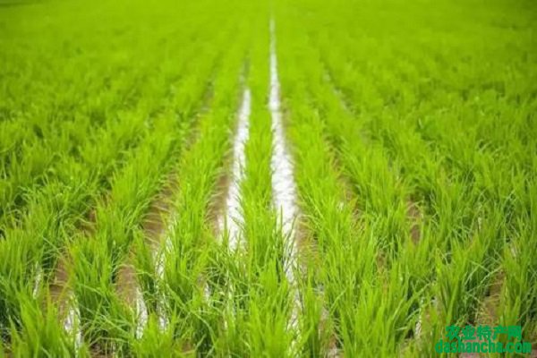 水稻是水生植物吗 生长过程整理