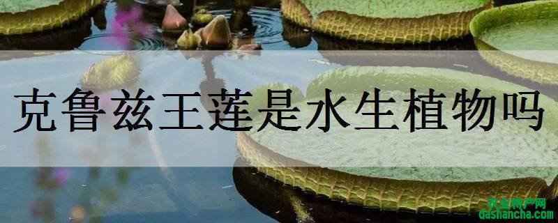 克鲁兹王莲是水生植物吗