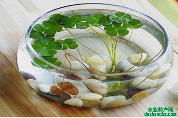 玻璃鱼缸养睡莲的养殖方法 睡莲养护的注意事项