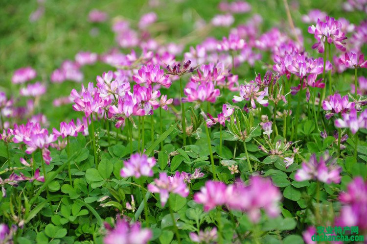 4月开紫色花的野花有哪些