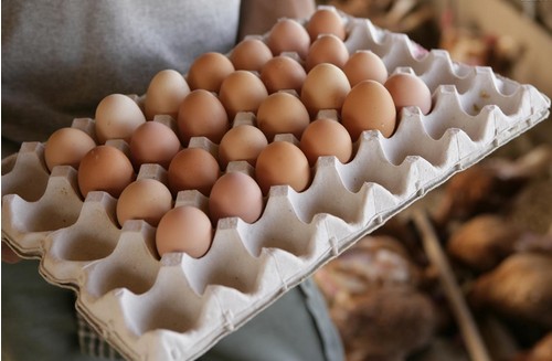 鸡蛋吃多了对健康也不好