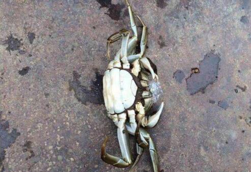 螃蟹死了能不能吃了